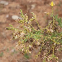 Crotalaria lunulata B.Heyne ex Wight & Arn.